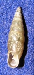 Cochlodina(Cochlodina)&nbsp;fimbriata